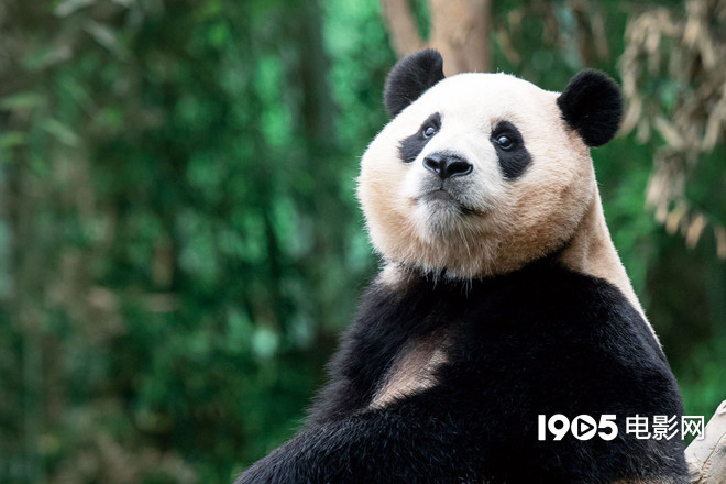 熊猫福宝主演动画纪录片《再见，爷爷》即将上映